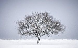 Paysage hivernal de la Veluwe