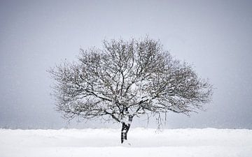 Winter landscape on the Veluwe