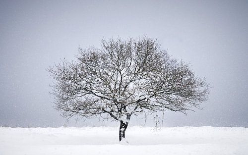 Winter landscape on the Veluwe by Nicky Kapel