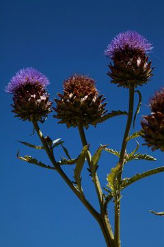 Artichoke by Daan Ruijter