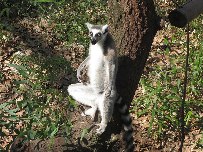 Aap3 von Danielle Roest