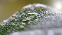 Sage after a rain by Heiko Kueverling thumbnail