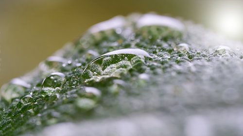 La sauge après la pluie