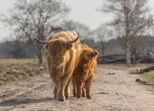 Schotse Hooglander met kalf