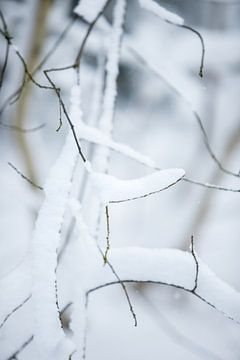 sneeuw op takken in het bos | witte kleuren | winterfoto | macrofoto