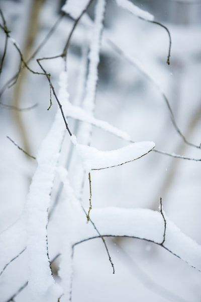 snow on branches in the woods | white colours | winter photo | macro photo by Karijn | Fine art Natuur en Reis Fotografie