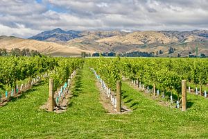 Weinberg in Neuseeland