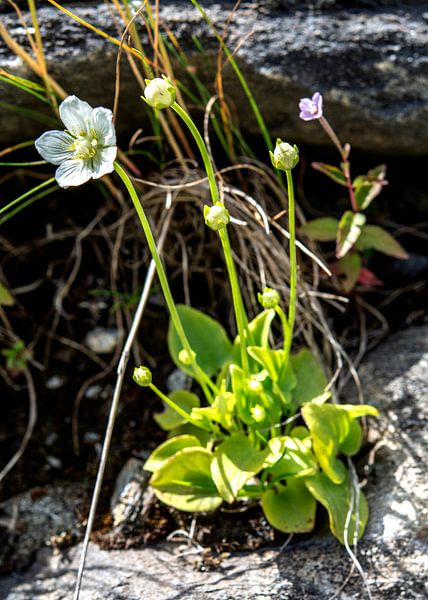 Flower on rock by Alex Neumayer