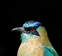 Lesson’s Motmot – Der farbenprächtige Vogel Costa Ricas