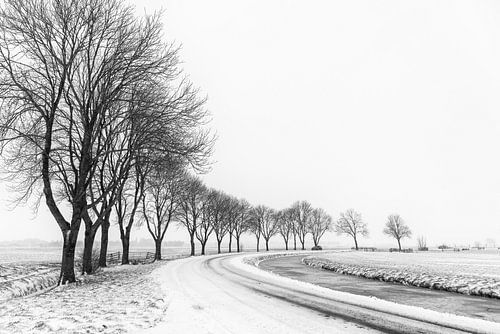 Row of trees in wintery polder landscape by Beeldbank Alblasserwaard