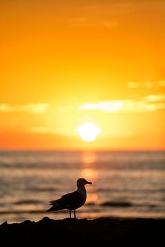  The Seagull on the Brouwersdam Zeeland by Rob van der Teen