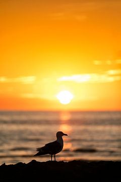 La mouette sur le Brouwersdam Zeeland