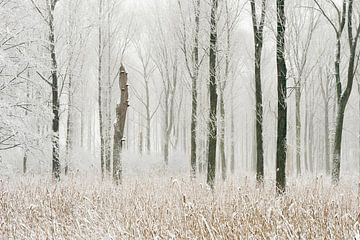 Snow covered swamp forest in the Lower Rhine Region. Winter in Meerbusch, Ilvericher Altrheinschling van wunderbare Erde