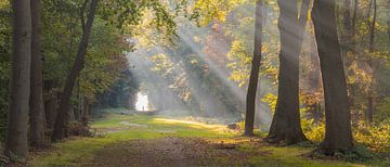 Zonneharpen in het bos van Fraeylemaborg te Slochteren van Rick Goede