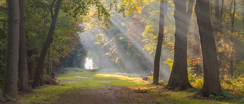 Harpes solaires dans la forêt de Fraeylemaborg à Slochteren