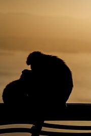 Affen Mama von Catch Chris