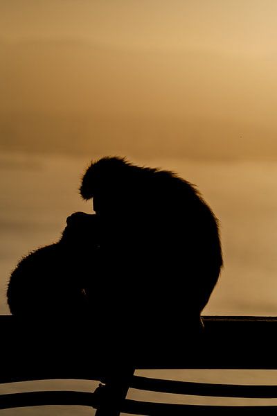Mommy macaque  by Christoph Rutenkolk Gallery