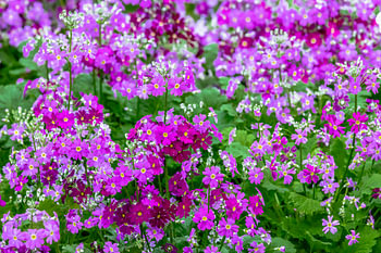Flower meadow with purple lilac primroses - Primula malacoides