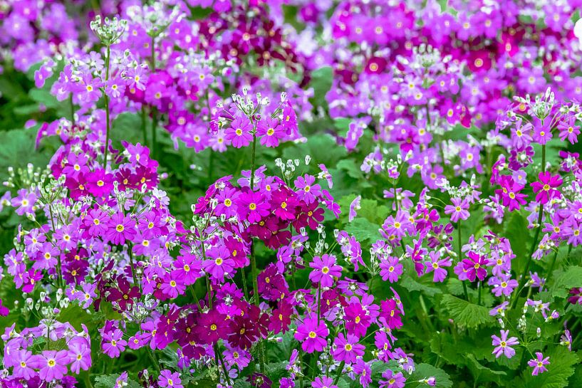 Blumenwiese mit violetten Fliederprimeln - Primula malacoides von Dieter Meyer