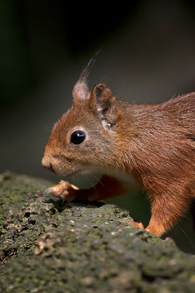 squirrel von emmie van der knokke