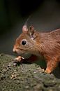 squirrel von emmie van der knokke Miniaturansicht