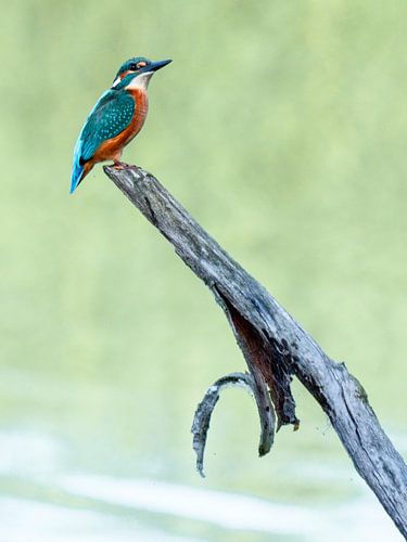 IJsvogelDe ijsvogel is een kleine, kleurrijke vogel die bekend staat om zijn felle kleuren en bliksemsnelle visjacht. Het is een iconische soort van heldere rivieren en beekjes, en komt in grote delen van Europa en Azië voor.  Onmiskenbaar blauw en oranje gekleurd. Beetje plomp gebouwd met korte staart en een grote kop en snavel. Witte keel en zijhals. Vleugels en kruin groenachtig blauw met een helderblauwe rug en stuit. Zit vaak rechtop op een laaghangende tak boven het water te loeren naar visjes. Vliegt luid roepend over het water en is dan goed te zien. Vrouwtjes hebben een oranjerode snavelbasis, bij de man is die zwart.