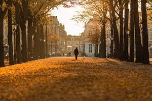 Den Haag - Lange Voorhout van Tom Roeleveld