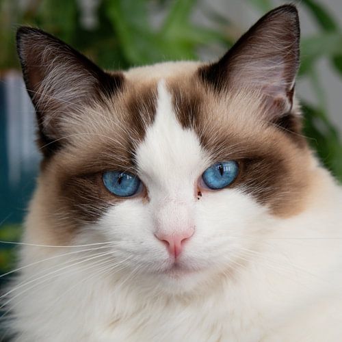 Pussycat can see you