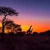 Le soleil se couche dans le désert du Kalahari, en Namibie sur Rietje Bulthuis