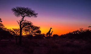 Die Sonne setzt in der Kalahari-Wüste, Namibia