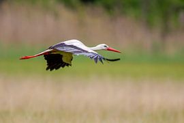 Ooievaar (Ciconia ciconia) van Dirk Rüter