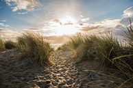 Zeeland - The dunes of Westerschouwen by Mascha Boot thumbnail