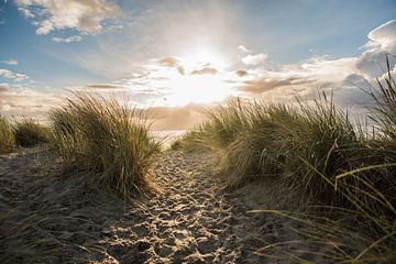 Zeeland - De duinen van de Westerschouwen van Mascha Boot
