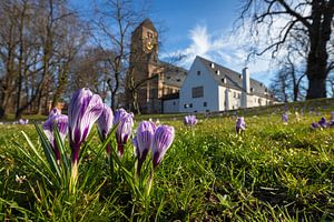 L'église du château de Chemnitz avec des crocus