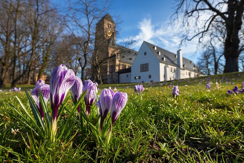 L'église du château de Chemnitz avec des crocus par Daniela Beyer