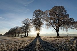 Winterse laan