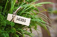 parsley and society garlic with a marker labled herbs, garden concept, selective focus, narrow depth