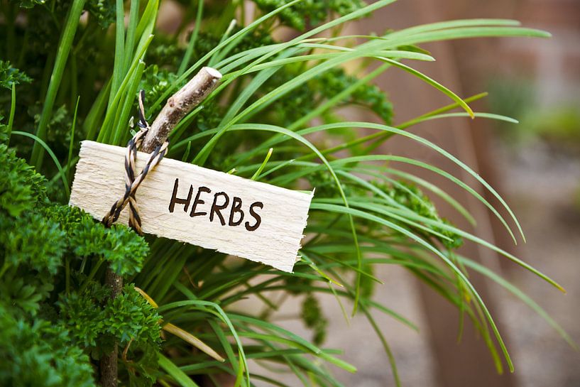 parsley and society garlic with a marker labled herbs, garden concept, selective focus, narrow depth by Maren Winter