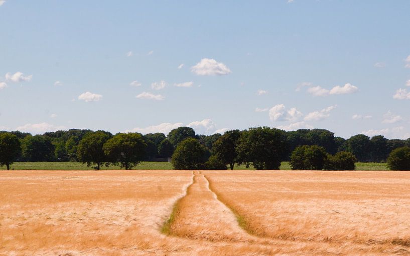 Stilvolle Wege durch das Kornfeld von Natuurpracht   Kees Doornenbal