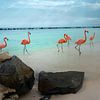 Épisode d'Aruba : celui avec les flamants roses sur Bfec.nl