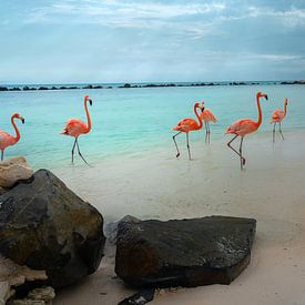 Épisode d'Aruba : celui avec les flamants roses sur Bfec.nl