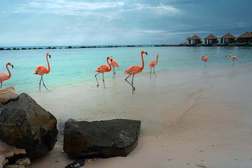 Épisode d'Aruba : celui avec les flamants roses