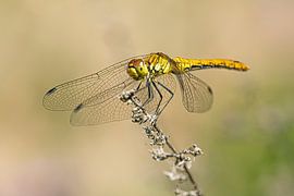 Dragonfly takes a break by Michael Gornig