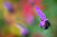 Painting natural van Hans van Gurp thumbnail