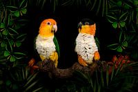 Caiques in the jungle