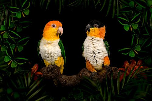 Caiques in the jungle by Elles Rijsdijk