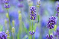 Stilleben aus Lavendel blau lila von Marjolein van Middelkoop Miniaturansicht