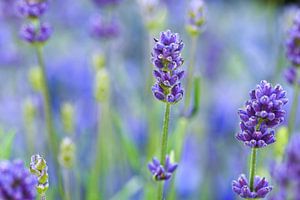 Stilleben aus Lavendel blau lila von Marjolein van Middelkoop
