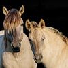 Portret van Konikpaarden van Jan Jansen Natuurfotografie