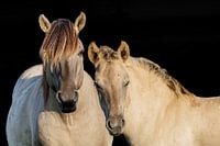 Portrait des chevaux Konik